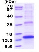 PLAC8 نوترکیب انسانی (از E. coli)