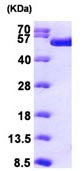 TIP49A نوترکیب انسانی (از E. coli)