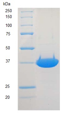 پلیمر ازنیا DNA بتا بازسازی شده موش صحرایی (از E. coli)
