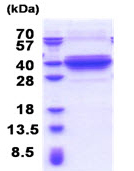 DNALI1 نوترکیب انسانی (از E. coli)