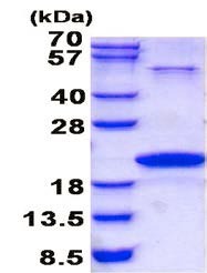 نوروتنسین نوترکیب انسانی (از E. coli)