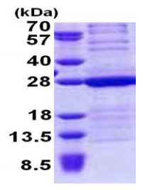 اچ‌ام‌جی۴ نوترکیب انسانی (از E. coli)