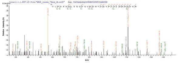 مالت دی‌هیدروژناز بازترکیبی Brucella abortus (از E. coli)