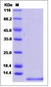 CD81 نوترکیب انسانی (از سلول‌های HEK293)
