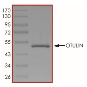 OTULIN نوترکیب انسانی (از E. coli)