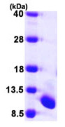 UFM1 نوترکیب انسانی (از E. coli)