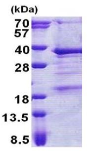 THAP3 نوترکیب انسانی (از E. coli)