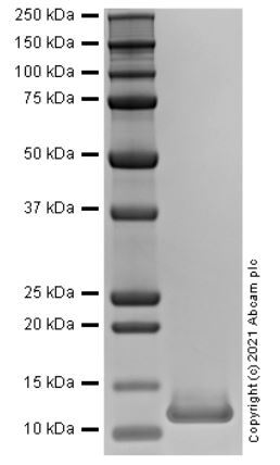 مکمل انسانی بازترکیب MCP4 (از سلول‌های HEK293)