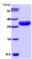 ایزوتوپ انسانی ISG15 نوترکیب (از E. coli)