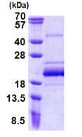 بروتئین نوترکیب انسانی BUD31 (از E. coli)