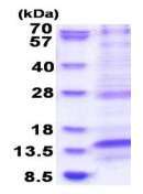 لامتور4 انسانی نوترکیب (از E. coli)